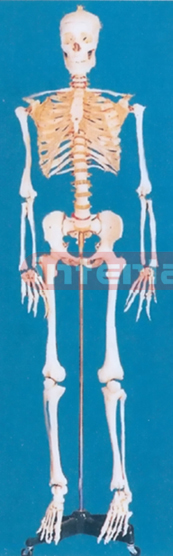 168 CM TALL ADULT MALE BONECOLOR, CLEAR CARTILAGE, INFLEXIBLE SPINE, SKELETON WITH REMOVABLE IRON STAND AND ARM/FOOT AND 3 TEETH DISSECTIBLE.